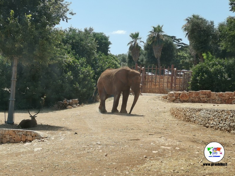 zoo safari in macchina roma